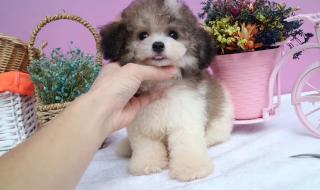 玩具贵宾犬 玩具贵宾犬